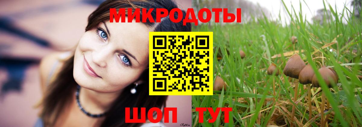 Псилоцибиновые грибы Psilocybe Киселёвск